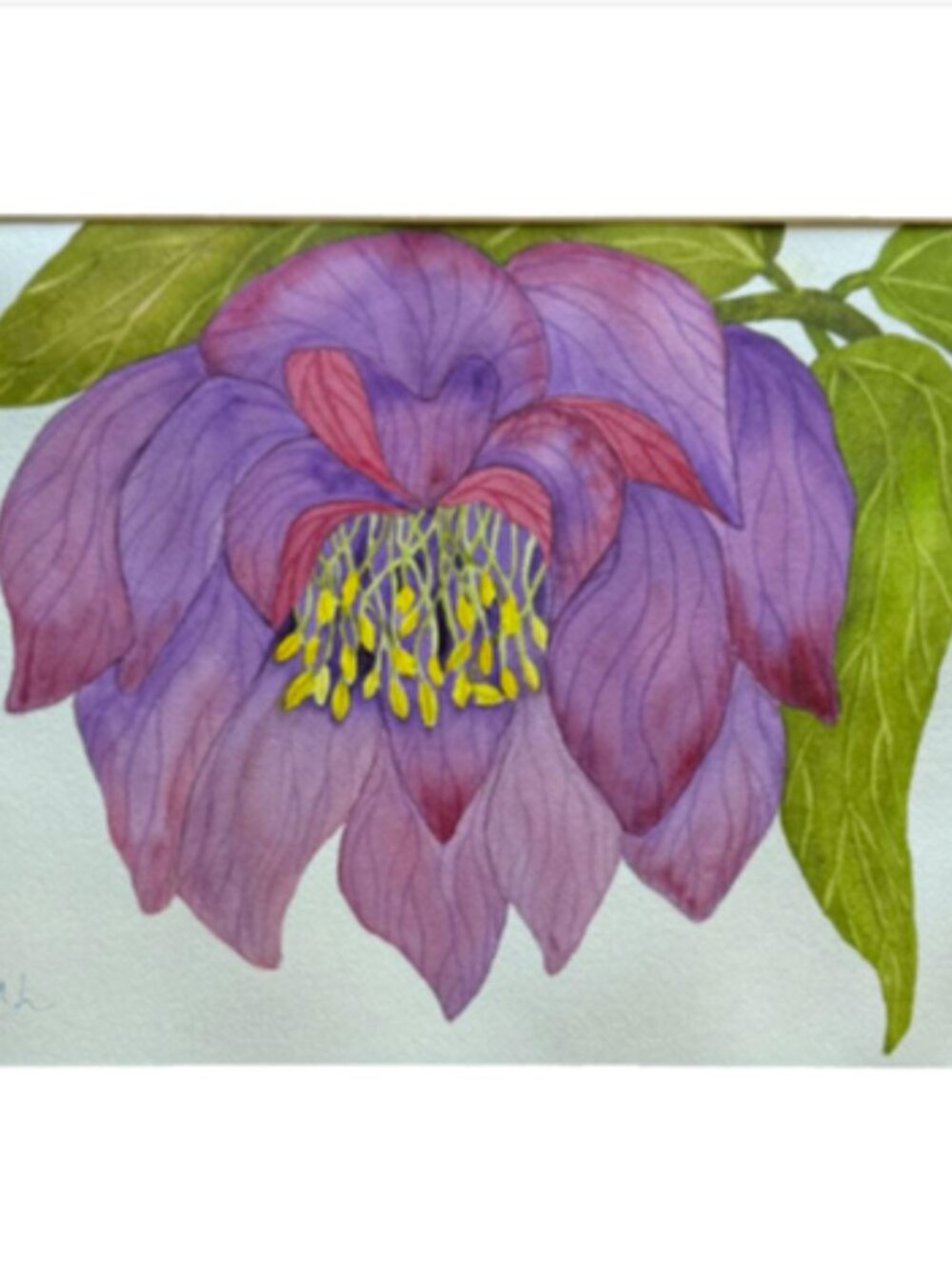 Painting Watercolor Flower Hellebore Purple Maroon Pink 11x14 Mat 16x20 Original